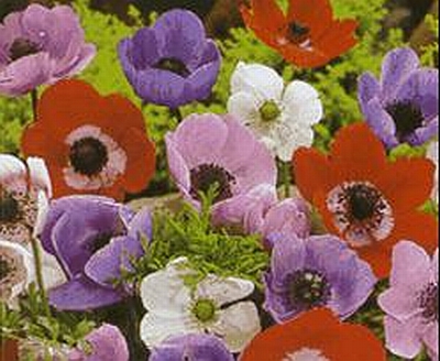 Early Anemones