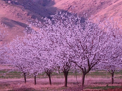 Apricot Blossoms