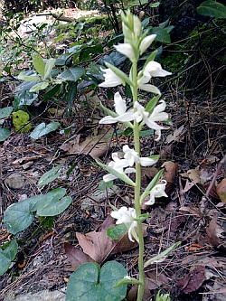 Wild Turkish Orchid
