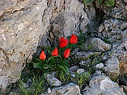 Wild, Anatolian Tulips