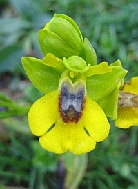 Wild Yellow Orchid
