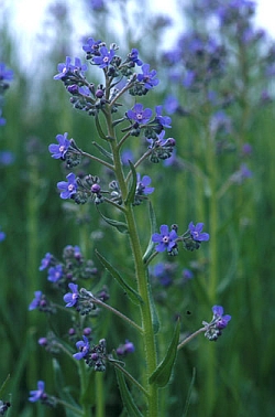 Anchusa Barrelieri