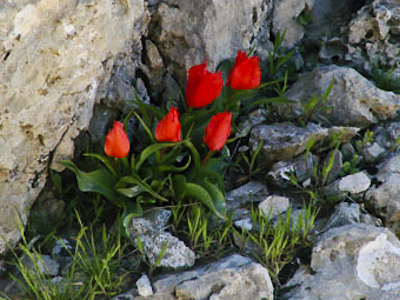 Wild Tulips