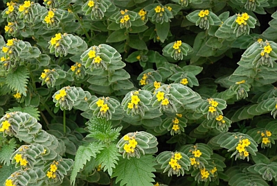 Yellow Flowers