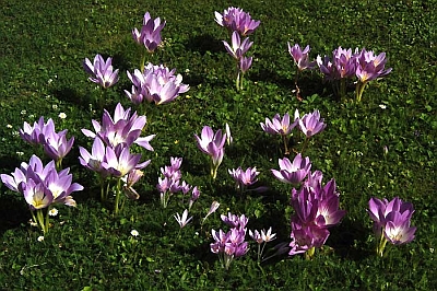 Crocus Speciosum