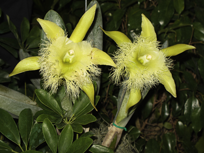 Sarasota Orchid Show Exotic specimen at the Sarasota Orchid Show