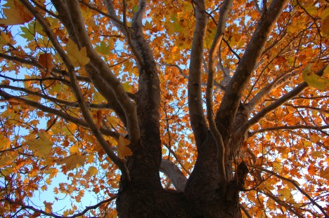 Oriental Plane Tree